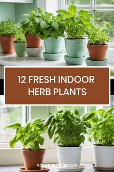 fresh indoor herb plants that are easy to grow in pots and on the windowsill