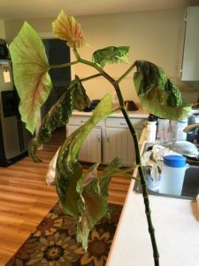 a plant in a vase sitting on top of a kitchen counter