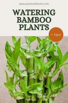 Read this article to find out the best tips and tricks for watering bamboo plants — when and how to water them, but also what type of water to use. Growing Bamboo, Bamboo In Pots, Bamboo Care, Lucky Plant, Plants Quotes, Bamboo Plant