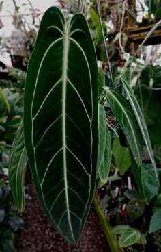 a large green leaf hanging from a tree in a greenhouse filled with lots of plants