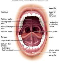 Teeth Diagram, Human Anatomy Picture, Dental Assistant Study, Dental Hygiene Student, Anatomy Images, Human Digestive System, Soft Palate, Dental Hygiene School