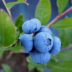 some blue berries are growing on a tree