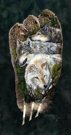 an aerial view of three wolfs laying down