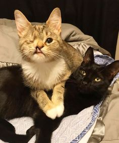 two cats laying on top of a bed next to each other, one looking at the camera