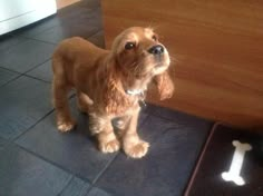 a small brown dog standing on top of a tile floor next to a wooden cabinet