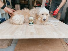 a white dog laying on top of a wooden table next to a can of beer