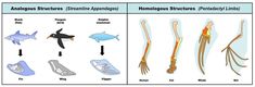 an image of different types of animals and their skeleton bones in order to describe what they are