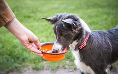 a dog eating out of an orange bowl with his owner's hand holding it