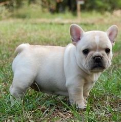 a small white dog standing in the grass