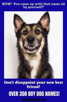 a dog is smiling for the camera with its name on it's card that says, don't disappointment your new best friend over 350 boy dog names