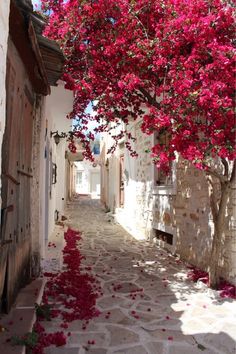 an alley way with flowers on the trees