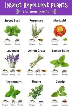 an insect repellent plant guide for beginners with pictures of different plants and their names