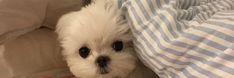 a small white dog laying on top of a bed