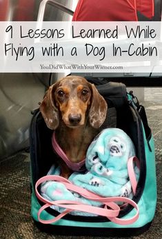 a dachshund dog sitting in an open suitcase with the title, 9 lessons learned while flying with a dog in - cabin