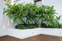 a planter filled with lots of green plants on top of a wooden floor next to a white wall