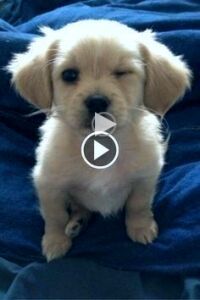 a small white dog sitting on top of a blue blanket with his paw up to the camera