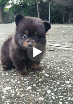 a small black dog sitting on top of a street