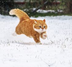 an orange and white cat running in the snow with it's front paws up