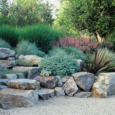 a rock garden with plants and rocks around it