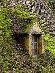 moss growing on the side of a building with a window in it's roof