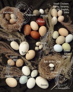 an image of eggs labeled in different languages