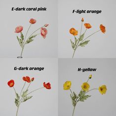 four different types of flowers are shown in three separate pictures, each with the same color