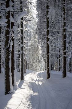 a snow covered path in the middle of a forest with lots of trees on both sides