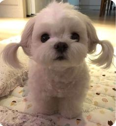 a small white dog sitting on top of a bed