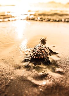 a baby turtle crawling on the sand at the beach with the sun shining in the background