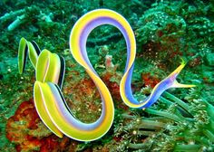 a colorful sea slug sitting on top of a coral