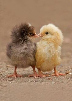 two small chickens standing next to each other