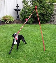 a black and white dog pulling a red rope on top of it's back