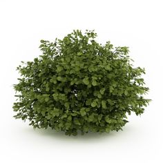 a bush with green leaves is shown on a white background, it appears to be in the shape of a ball