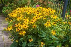 some yellow flowers are growing in a garden