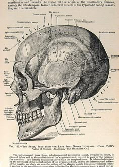 an old diagram of the human skull