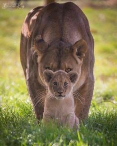 a lion and its cub are walking in the grass next to a large animal that is looking at the camera