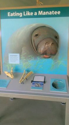 a display case with an image of a manatee on it's face and other items