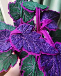 purple and green leaves are growing in a pot