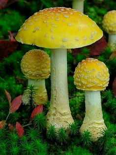 several small mushrooms are growing in the grass