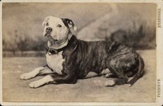 an old black and white photo of a dog