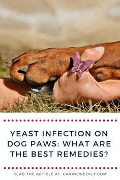 a dog laying on its back with the caption, yeast injection on dog paws what are the best remedies?