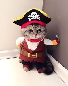 a cat dressed up as a pirate