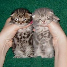 two kittens are being held in the palm of someone's hand