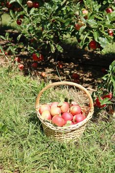 a basket full of apples sitting in the grass