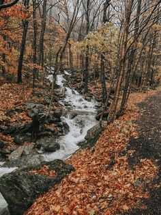 a stream running through a forest filled with leaves