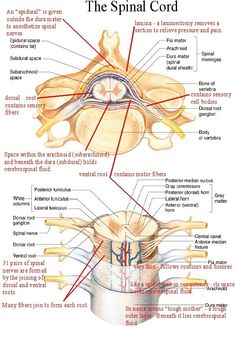 an image of the external and peripheral nervous system in a human body, with labels on it