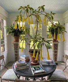 three potted plants on top of a table in front of a window with yellow ribbons hanging from it