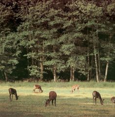 several deer grazing on grass in front of trees