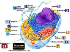 an animal cell diagram with all the parts labeled in it's own text area