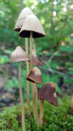 several mushrooms are growing on the mossy ground